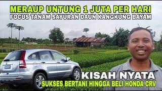 Dahsyat‼️Hidup dari Usaha Budidaya Kangkung Bayam Sawi Selada Seledri Sampai Sukses Beli Mobil