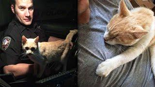 Cop Becomes Foster Dad To Stray Cat Who Jumped In His Police Car