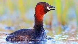 Bird sounds. Little Grebe singing in spring lake