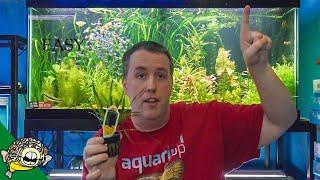 Top 5 Easy Aquarium Plants