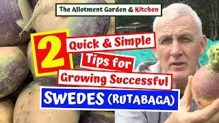 How to Grow Swede Rutabaga - Two Quick & Simple Tips for Growing Success - Swede Harvest #39
