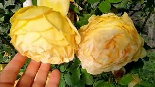 GARDEN  ROSES  # 2024