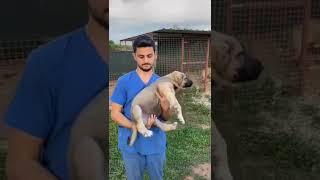 kangal dog transformation   #shorts