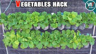 Reusing Soil A Simple Hack to Grow More Vegetables in Plastic Bottles