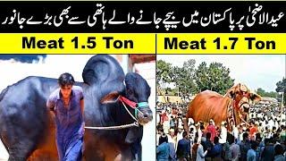 Most Biggest And Expensive Bulls in Pakistan 2023