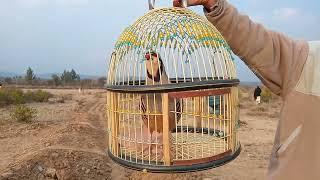 ayam hutan Chukar  Suara chakor laki-laki  Suara suara  Suara Chakor Suara pertanian  Suara burung chakor