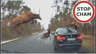 Stado jeleni przeskakuje nad BMW  The herd of deer is jumping over the BMW #574 Wasze Filmy