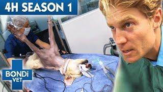 4 Hours of Full Episodes - Bondi Vet Complete Season 1   Bondi Vet