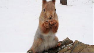 Белки. Подборка роликов за последнюю неделю  Squirrels. A selection of videos from the last week