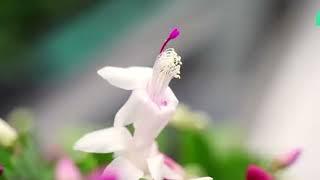 Regionieuws TV - Hofland Flowering Plants uit Naaldwijk ontvangt predicaat Hofleverancier