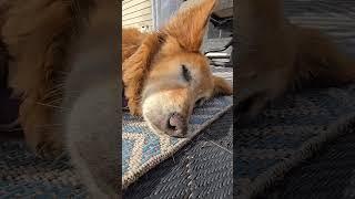 leave me alone old man best day ever Titan age 13 #dog #goldens #lovegoldens #goldenretriever