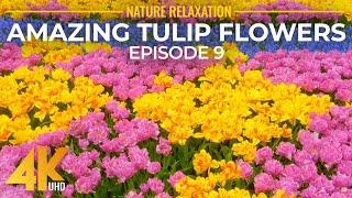 Amazing Flower Fields of Skagit Valley - Tulip Festival of 2022 - 4K Relaxation Video Episode 9
