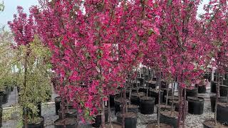 Malus Prairifire Crabapple  One of the BEST Red-leaved Small Growing Crabapples