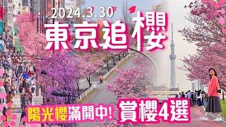 330滿開現況 染井吉野櫻未滿開但它滿開 東京陽光櫻4大會場澀谷明治通、汐入公園、六本木、八王子長池公園 長約1公里櫻花通道超美 #東京 #櫻花 #陽光櫻