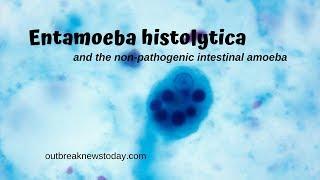 Entamoeba histolytica and the non-pathogenic intestinal amoeba