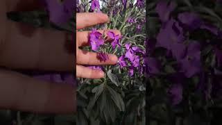 Matthiola incana  - Alhelí - Alelí