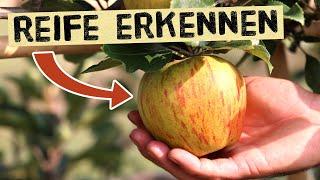 So erkennst du ob ein Apfel reif ist Pflückreife und Genussreife - Äpfel Birnen und Quitten