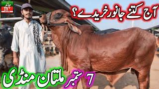 Today New Multan Cow Mandi Fresh Latest Update 07-09-2024 Cow Mandi 2024  Multan Janwar Mandi 2024