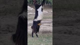 Goat Jumps #afghanisthan #kabul #afghan #afghani #goat #animals