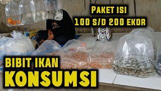 PENJUAL BIBIT IKAN KONSUMSI  NILA & GURAME  PASAR PARUNG