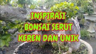 Berbagai Bonsai Serut Unik