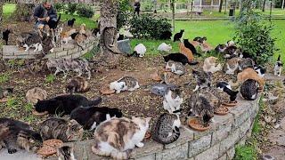 All you need is love a cat and Istanbul. Stray cats are my biggest cause. Adorable Paws