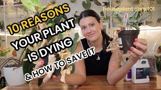 10 REASONS Your Plant Is DYING & How To SAVE Your Plant - Houseplant Care 101 - Indoor Plant Care