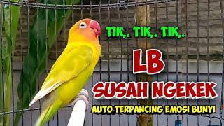 LOVEBIRD FIGHTER NGEKEK PANJANG HITUNGAN DETIK LOVEBIRD SUSAH NGEKEK TERPANCING EMOSI AUTO NYAUT