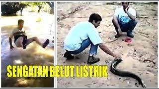 Jangan Main-Main Dengan Belut Listrik Nanti Akibatnya Bisa Seperti Ini