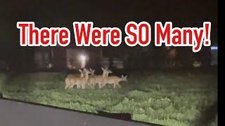 Late Night at JL Oh Deer