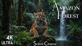 Amazon 4K - Worlds Largest Tropical RainForest  Amazonian Scenic Cinema