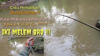 Mancing Nilem Umpan Roti itu BERBEDA   VOKUS UJUNGNYA  #Nutul #airKeruh