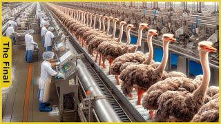 How The Chinese Make 50 Million USD a Year from Ostrich Mea  Food Processing Machines