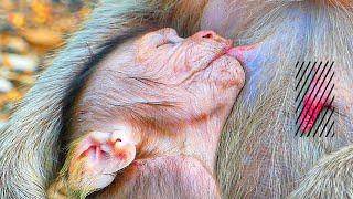 Baby SAM gets sweet milk and falls asleep after hard playing.