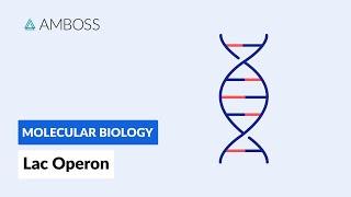 Prokaryotic Gene Regulation Lac Operon