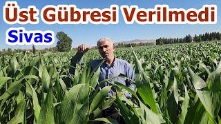 Mısıra Azot Vermeden Hangi Yaprak Gübresi Bu Şekilde Büyütebilir - Mısır Gübreleme - Sivas