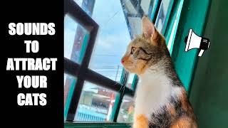 Cat Sounds to Attract Cats #16