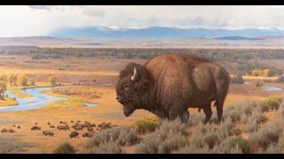 The Western  Wildlife Art of Tucker Smith