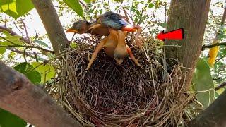 Cuckoos baby fell down after dropping the other baby @AnimalsandBirds107