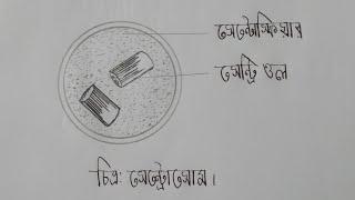 How to draw a easy Centrosome  সেন্ট্রোসোম Step by step for class 9 - 12