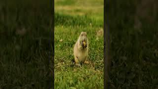 Prairie Dog Fun in the Badlands  Cuddle Buddies  Funny Animals