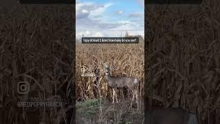 #deer #ispy #hideandseek #beautifuldeer #muledeer #deerintheheadights #redpoppyranch