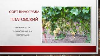 Белый технический сорт винограда Платовский @Krasokhina