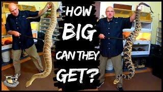 Worlds Largest Rattlesnakes  How BIG can GIANT snakes get? Weve Got the BIGGEST Rattlesnakes