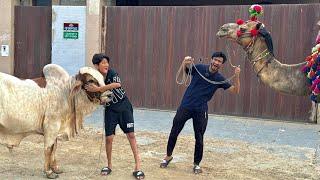 My Friend Bought a CamelMy Cow vs Angry Camel