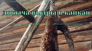 Добыча Выдры Ловля выдры капканами. Капканный промысел.