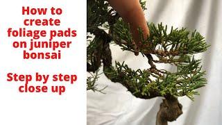 How to create bonsai juniper foliage pads Step by step guide and close up on how to do it
