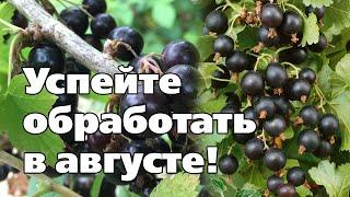 СМОРОДИНА ПОСЛЕ СБОРА УРОЖАЯ. Обработки от вредителей и болезней