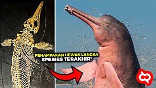 Ditetapkan Sebagai Hewan Punah Inilah Penampakan Terakhir Hewan Langka yang Sudah Punah di Bumi