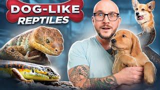 5 Reptiles That Act JUST Like Dogs No Fur No Allergies Just Love